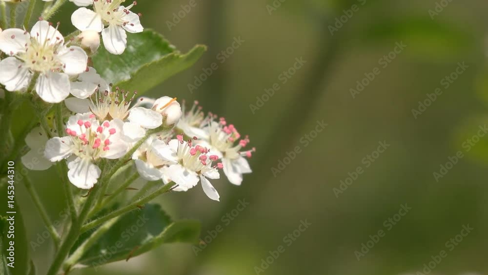 Blossom of Aronia melanocarpa branches in fruit orchard Blossom of Aronia melanocarpa branches in fruit orchard
