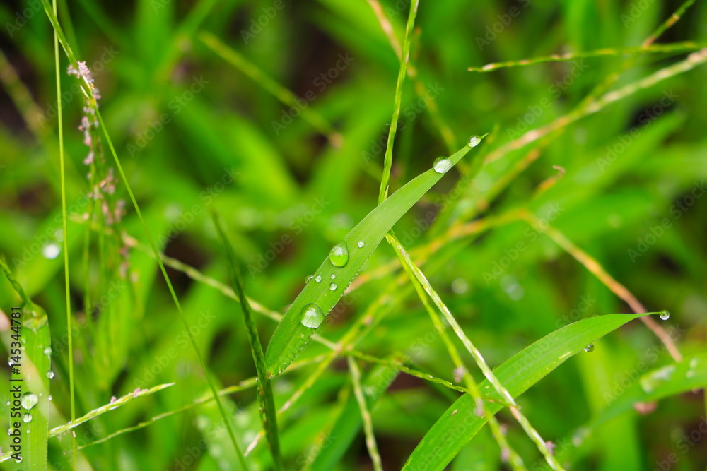 water drop on the green grass beautiful background select focus with shallow depth of field. water drop on the green grass beautiful background select focus with shallow depth of field.