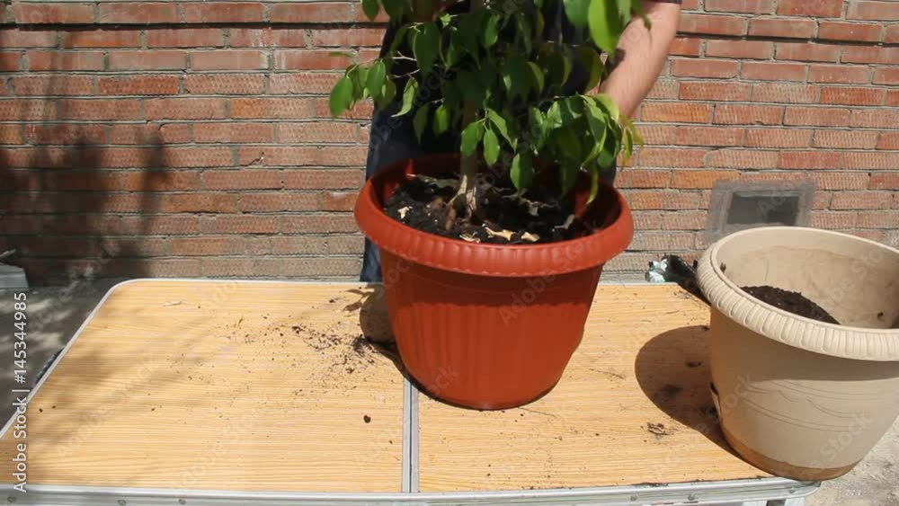 Transplanting house plants in a plastic pot Transplanting house plants in a plastic pot