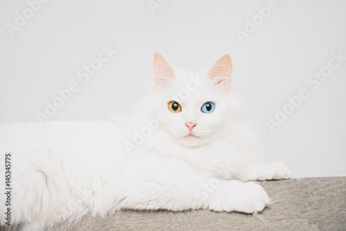 Canvas Print Cat with different colored eyes.