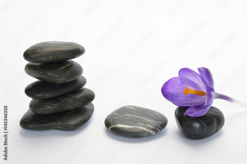 Empty white background with cairn zen stones and purple crocus flower Empty white background with cairn zen stones and purple crocus flower