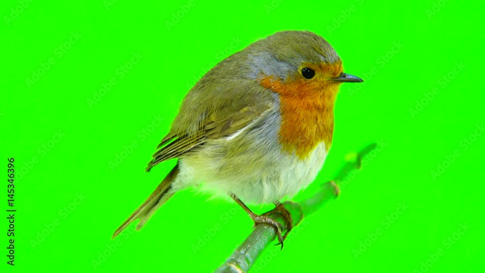 European Robin (Erithacus rubecula) isolated on green screen European Robin (Erithacus rubecula) isolated on green screen
