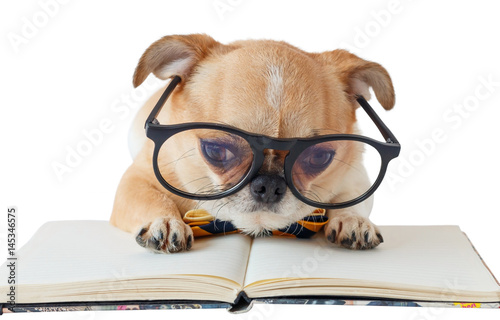 Chihuahua dog wear eyeglasses working with notebook on white isolated background.	