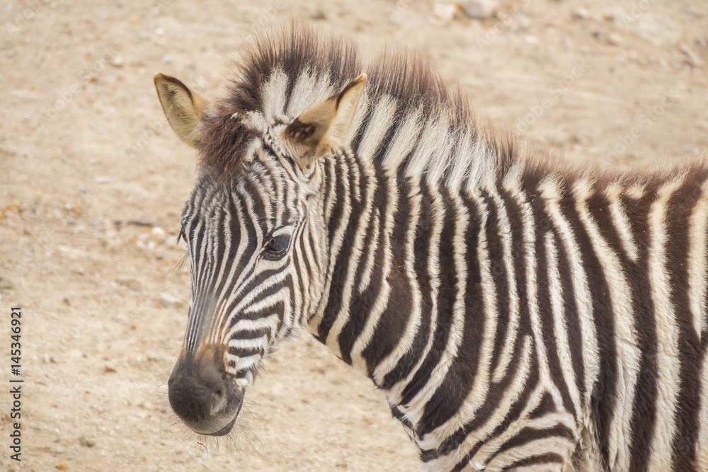 Young Zebra Chapman, Equus Burchelli Chapmani Young Zebra Chapman, Equus Burchelli Chapmani
