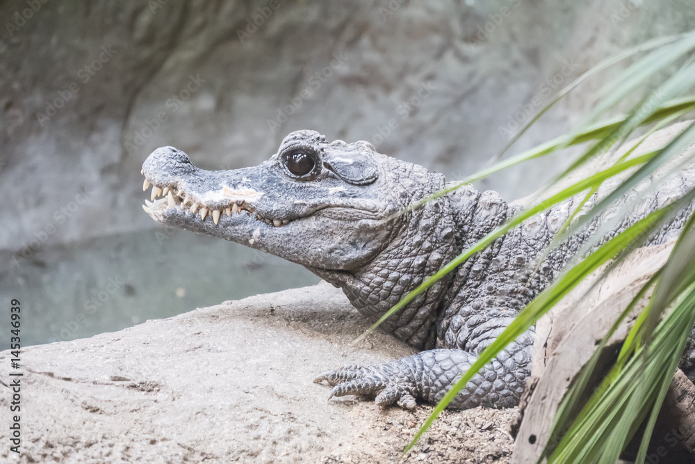 Obraz premium Dwarf Crocodile staying calm