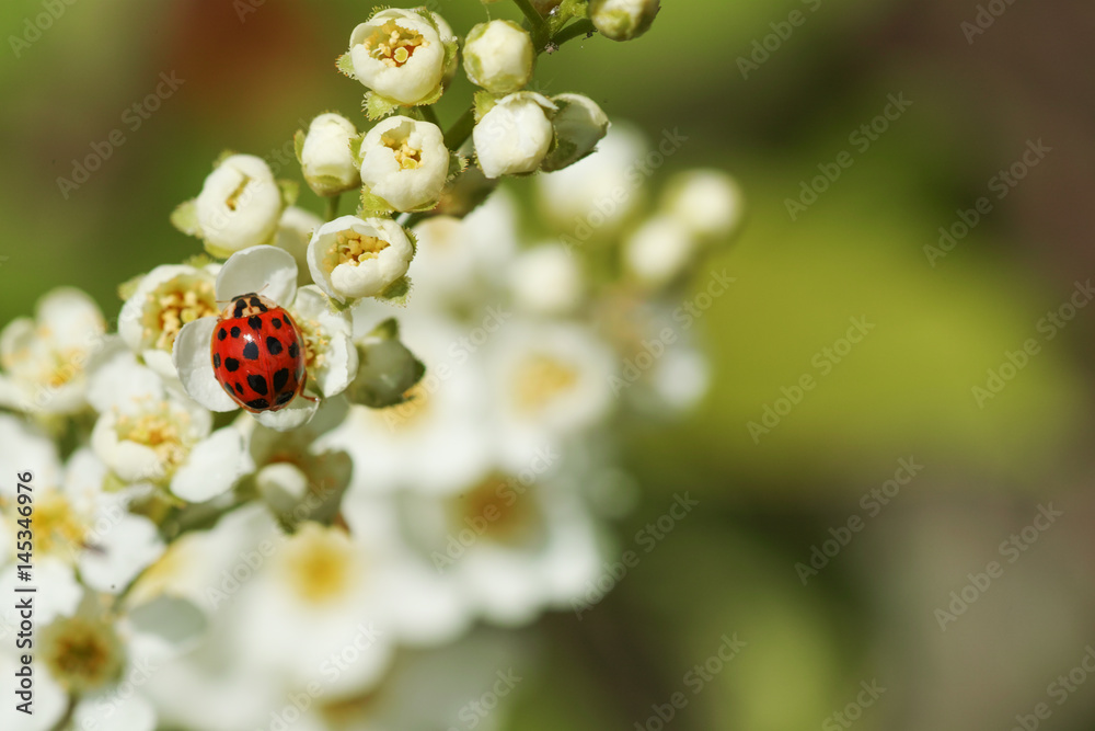 Bird cherry tree
