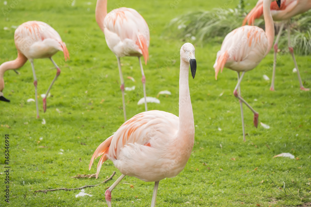 Group of flamingos in a prairie, Phoenicopterus chilensis