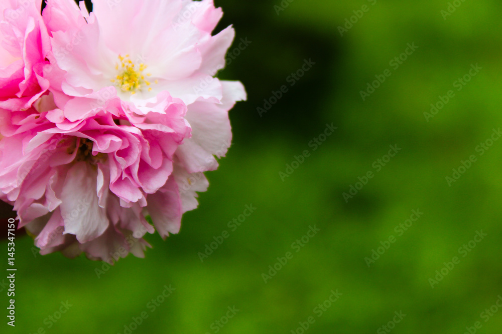 Obraz premium sakura blossom