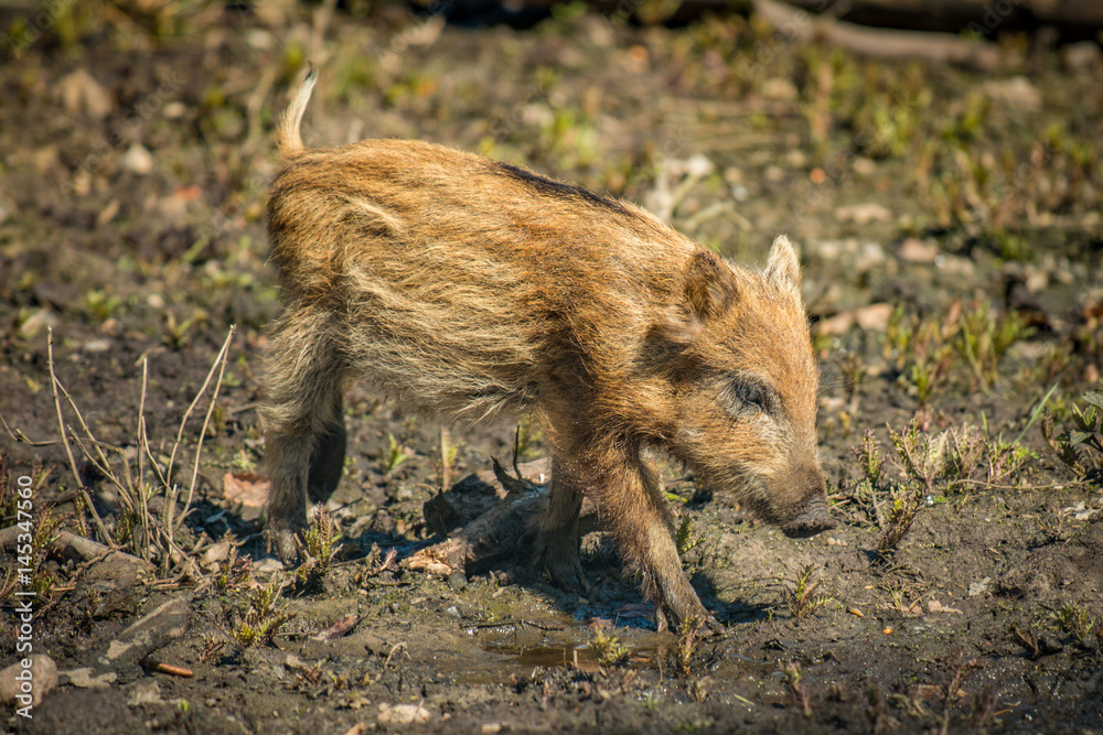 Junge Wildschweine Frischlinge auf Entdeckungstour Junge Wildschweine Frischlinge auf Entdeckungstour