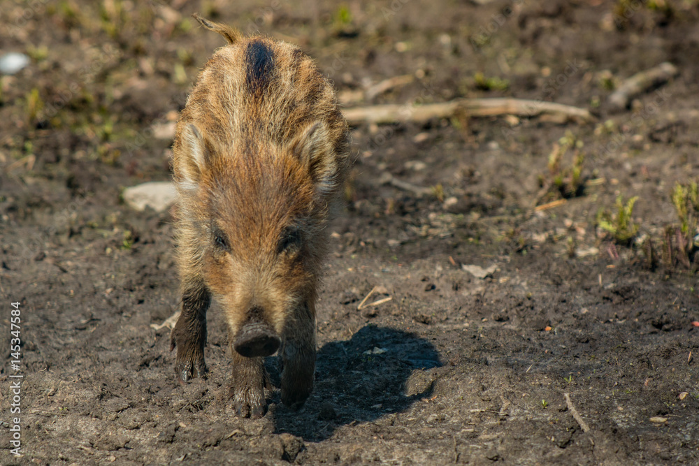 Junge Wildschweine Frischlinge auf Entdeckungstour Junge Wildschweine Frischlinge auf Entdeckungstour