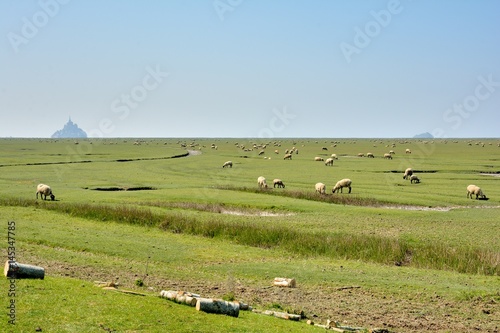 Les moutons des prés salés dans la baie du Mont-Saint-Michel