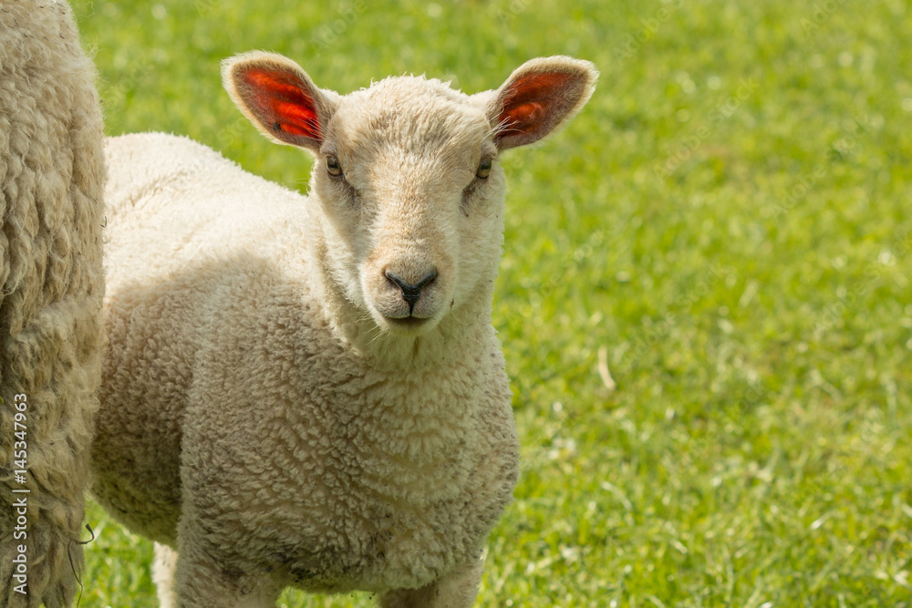 Lämmchen versteckt hinter der Mutter