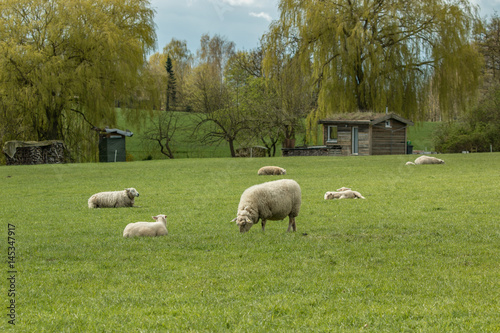 Schafherde auf einer grünen Wiese