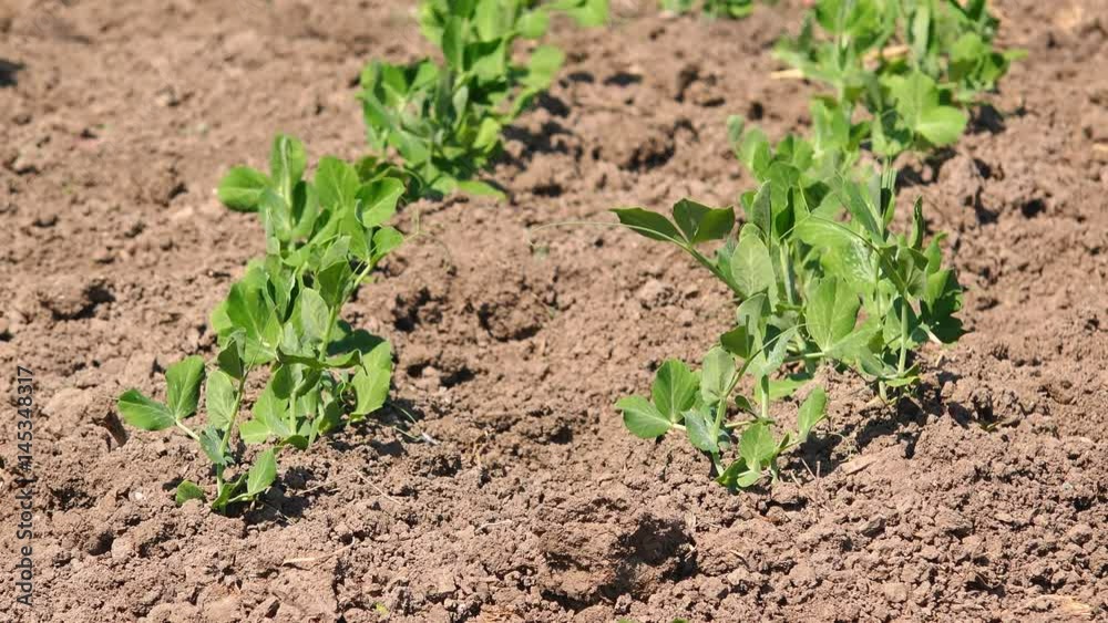 Young green pea plants in vegetable garden in springtime Young green pea plants in vegetable garden in springtime