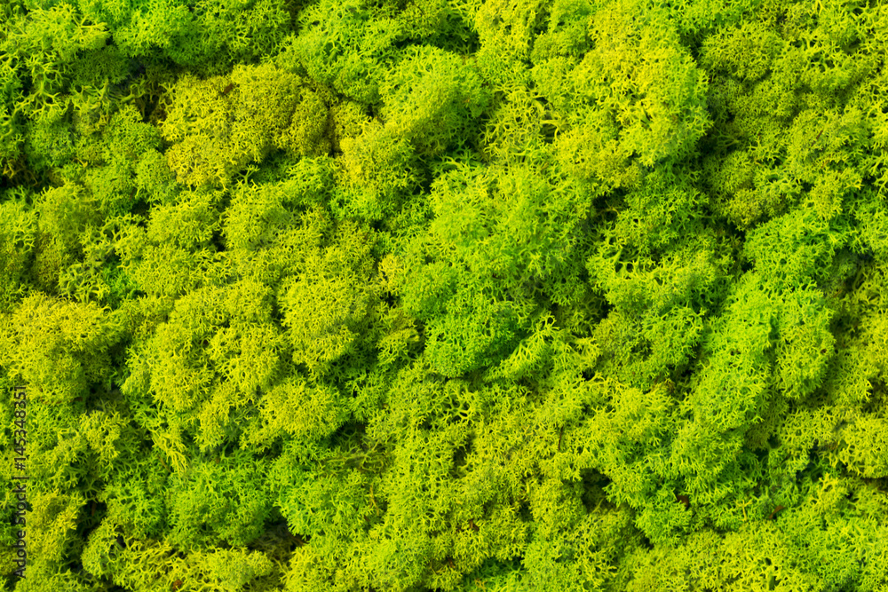 Moss background made of reindeer lichen Cladonia rangiferina, mossy texture spring green.