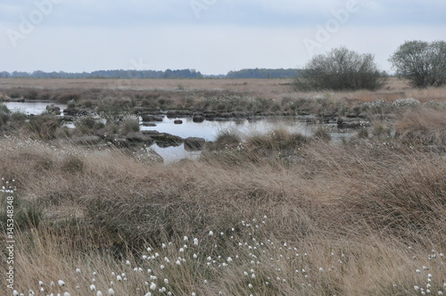 Weitläufige Moorlandschaft mit Wollgrasblüte im April photo