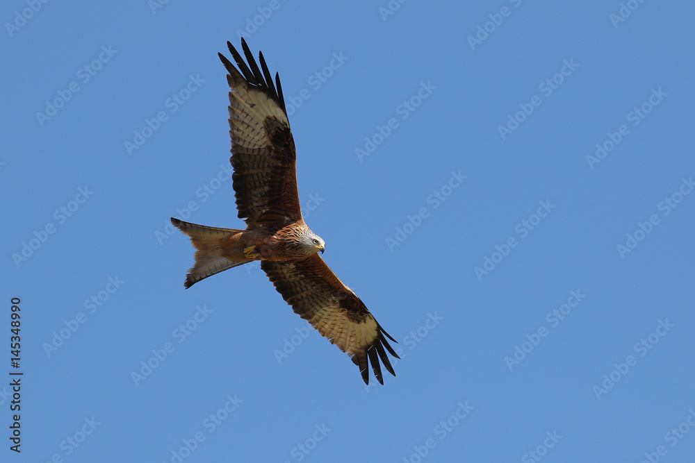 Red Kite, Milvus Milvus; in flight against clear blue skies Red Kite, Milvus Milvus; in flight against clear blue skies