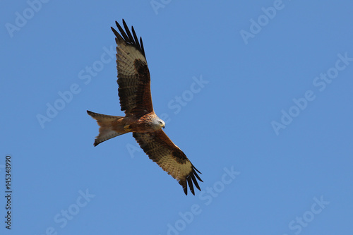 Red Kite, Milvus Milvus; in flight against clear blue skies 