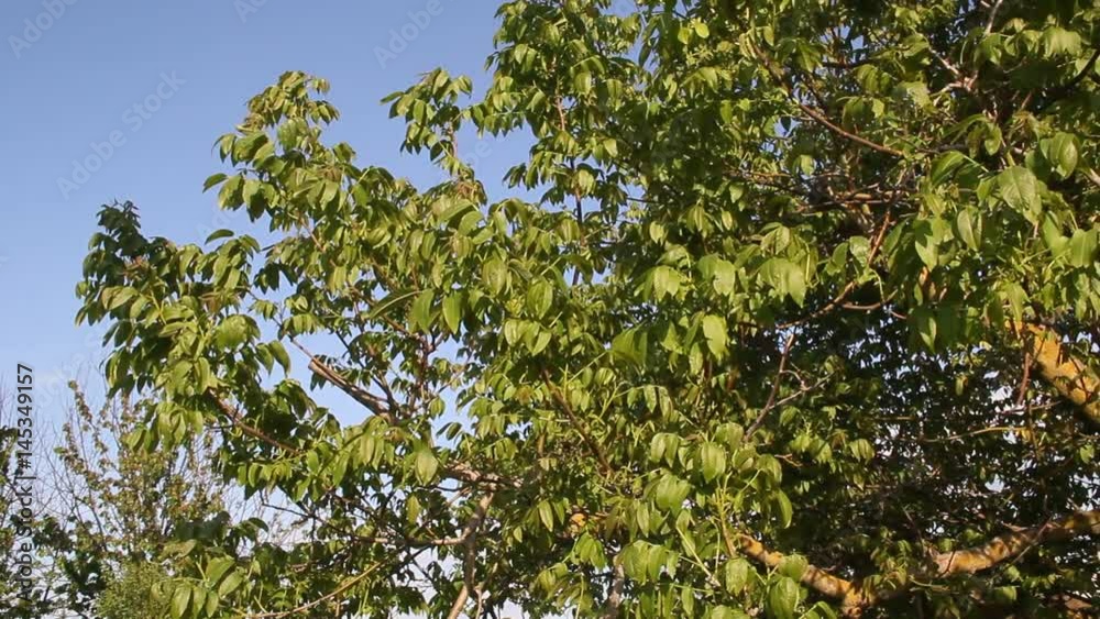 Branch of walnut on the background of blue sky
