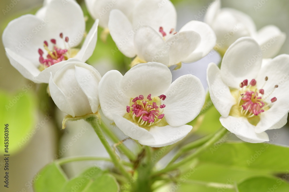 Fototapeta premium Birnbaum Blüten auf einer Streuobstwiese. 