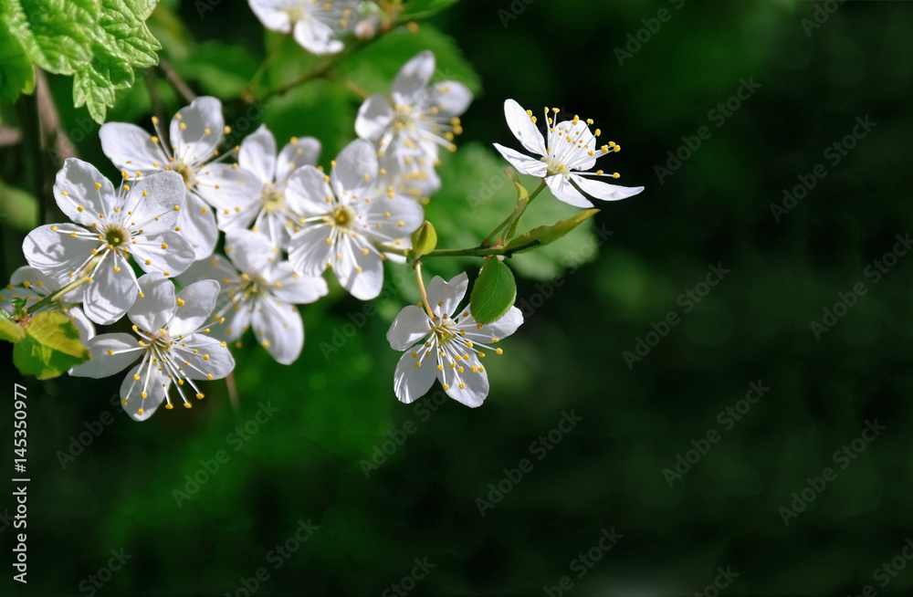 Fototapeta premium Cherry blossoms close-up. Blooming cherry. Spring background.
