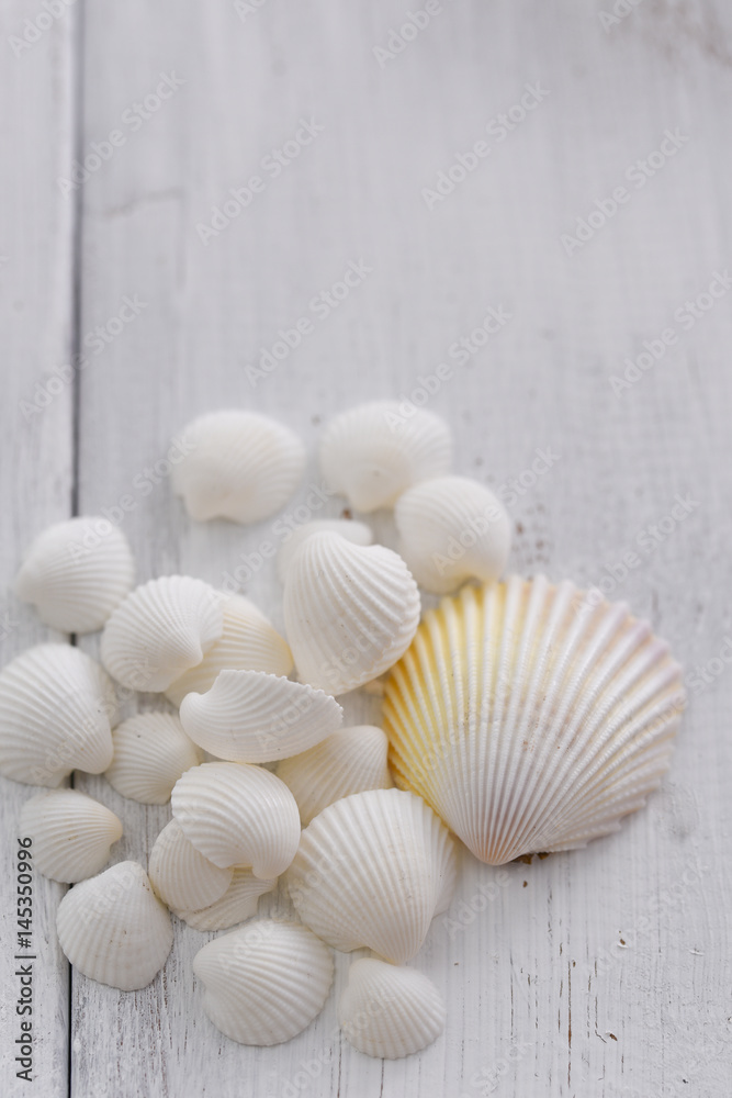 shells shells