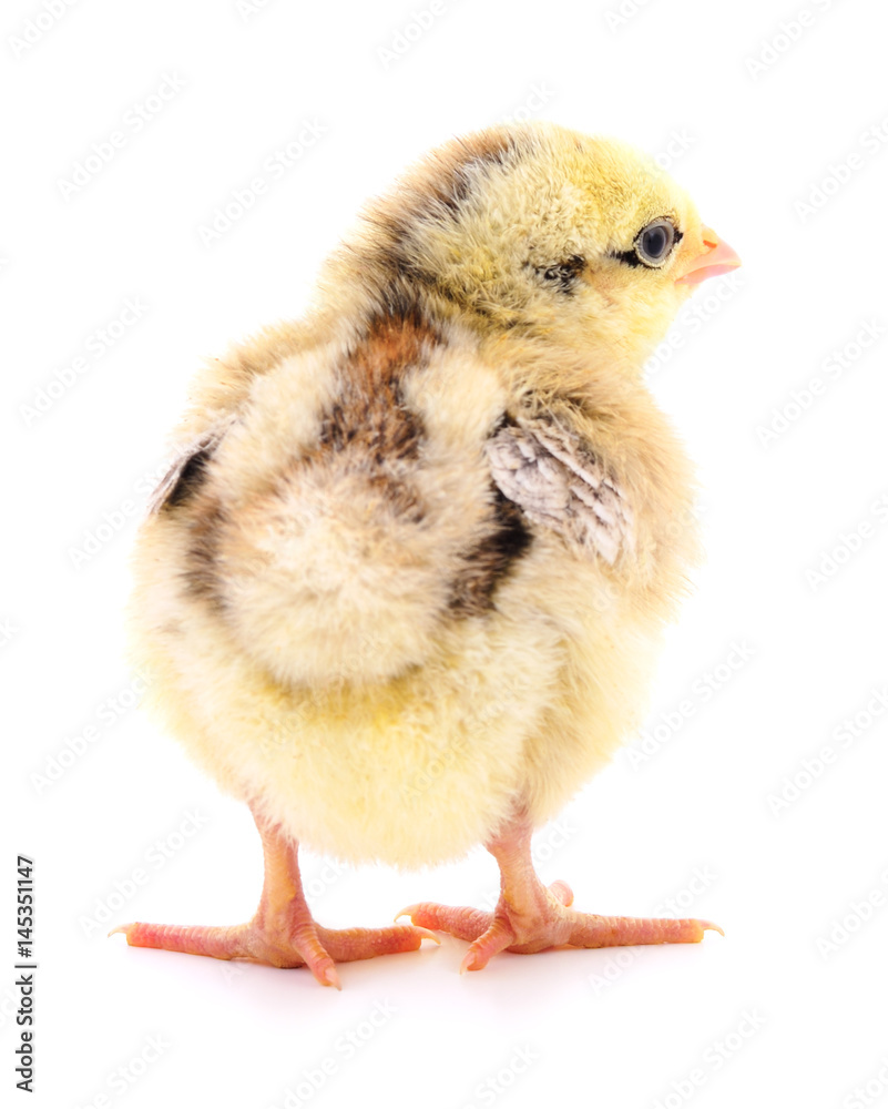 Fototapeta premium Small yellow chicken.