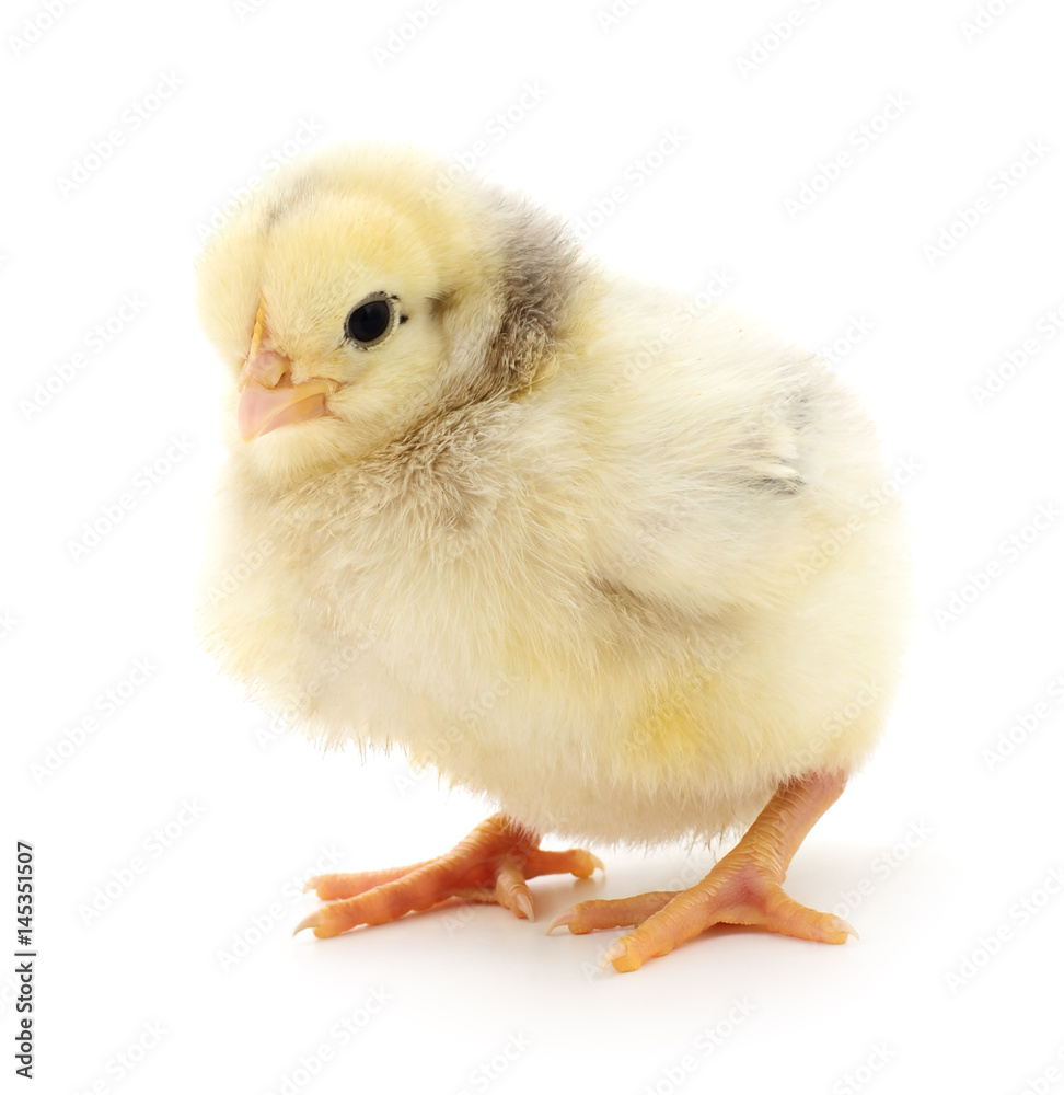 Fototapeta premium Small yellow chicken.