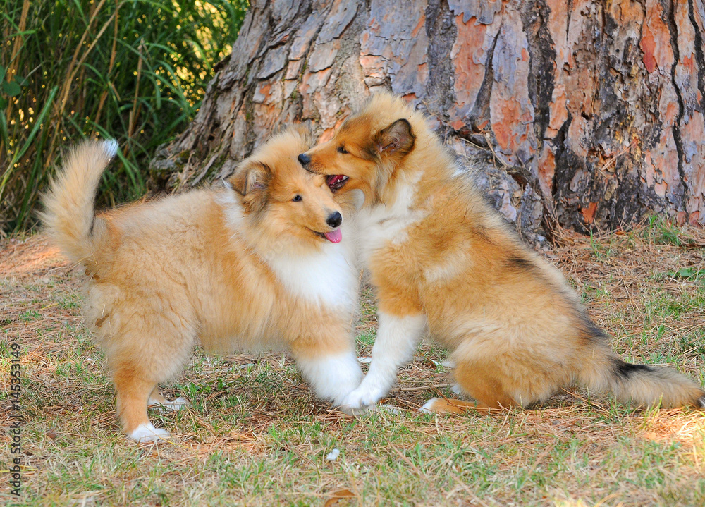 Portrait of two rough collie dogs playing Portrait of two rough collie dogs playing