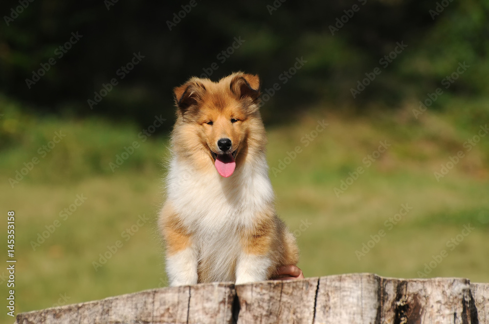 Portrait of rough collie dog