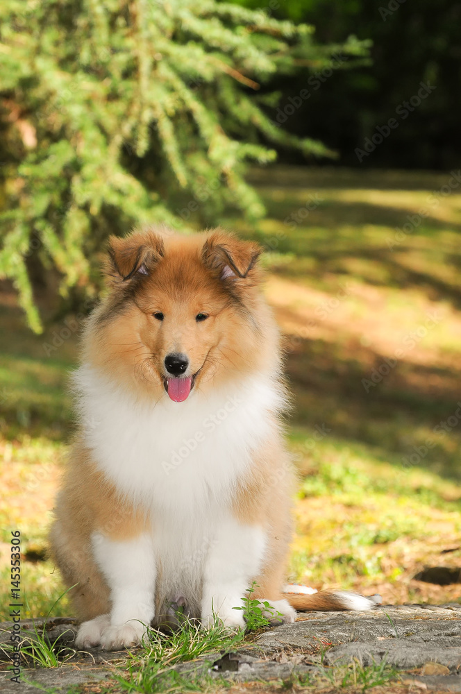 Portrait of rough collie dog