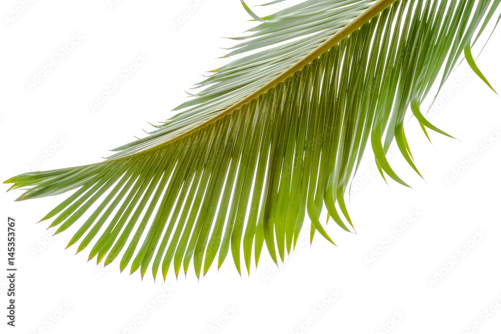 Naklejka premium feuille de palmier sur fond blanc