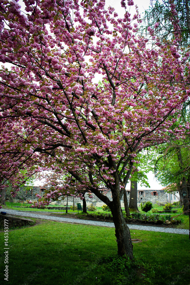 sakura blossom