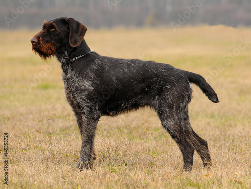 German Wirehaired Pionter, deutsch drahthaar dog.