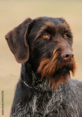 German Wirehaired Pionter, deutsch drahthaar dog. photo