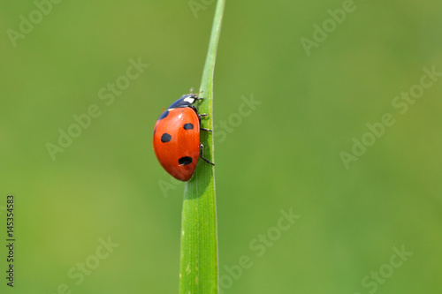 Ladybird sitting on top of grass in the meadow © Ivan