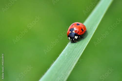 Ladybird sitting on top of grass in the meadow
