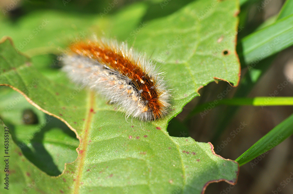 Caterpillar feeding on a leaf in garden and make damage. Caterpillar on broken leaf Caterpillar feeding on a leaf in garden and make damage. Caterpillar on broken leaf
