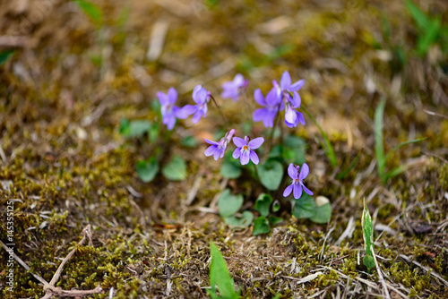 すみれの花