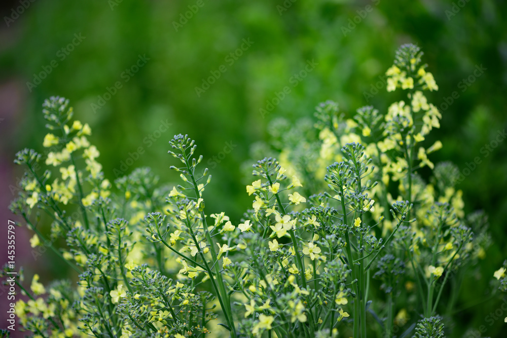 ブロッコリーの花 ブロッコリーの花