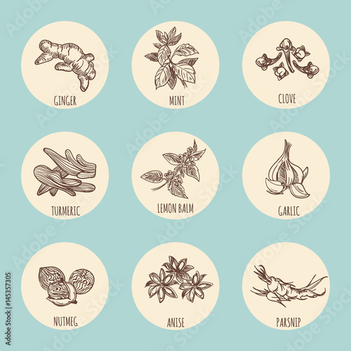 Vintage style icons with popular hand drawn spices. Vector illustration