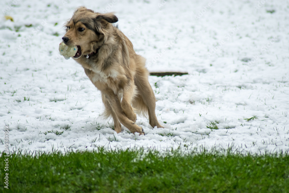 Dog in Winter Dog in Winter