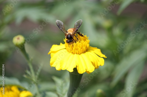 Honey Bee © Debashis