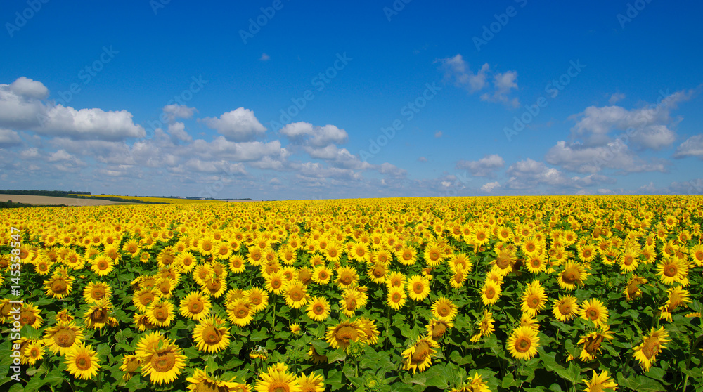 field of blooming sunflowers