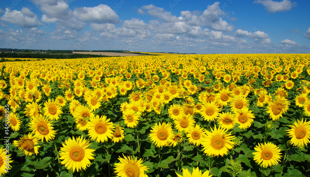 Fototapeta premium field of blooming sunflowers