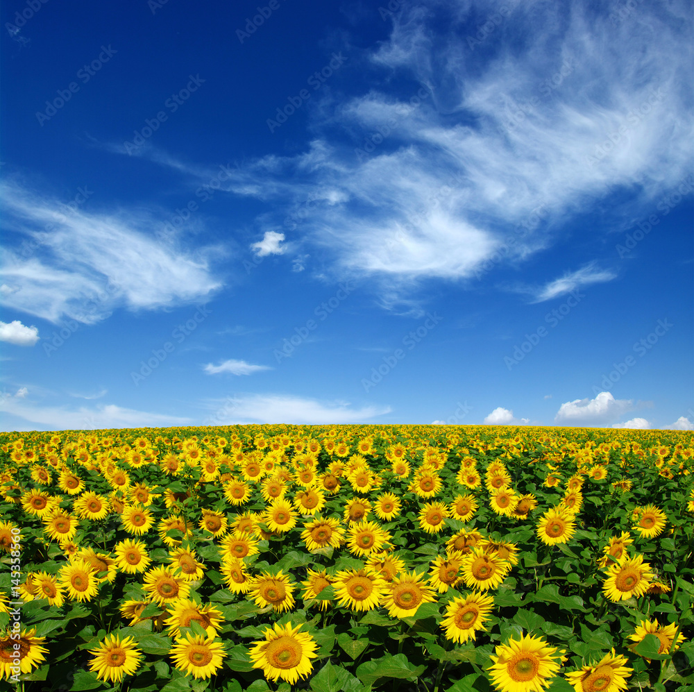 Obraz premium field of blooming sunflowers