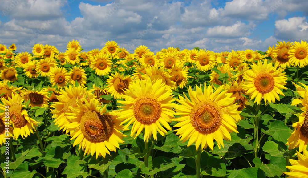 Fototapeta premium field of blooming sunflowers