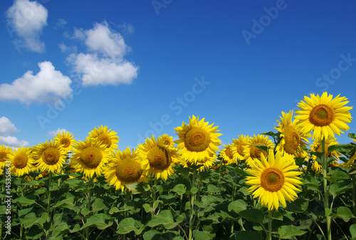 field of blooming sunflowers