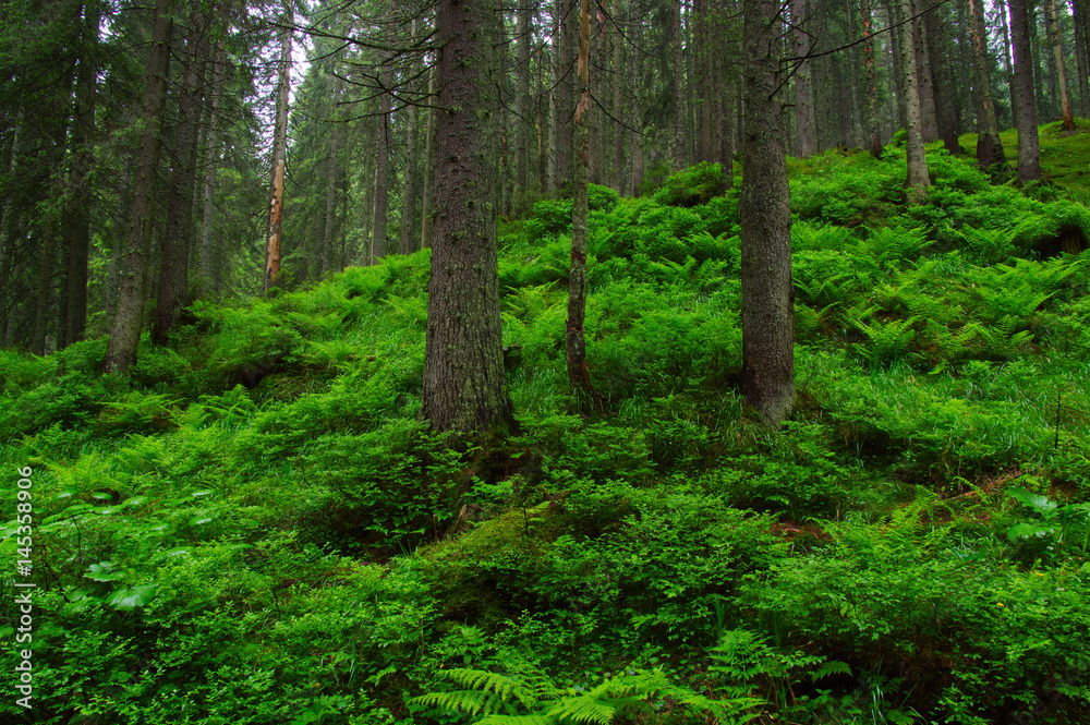 Trees in forest