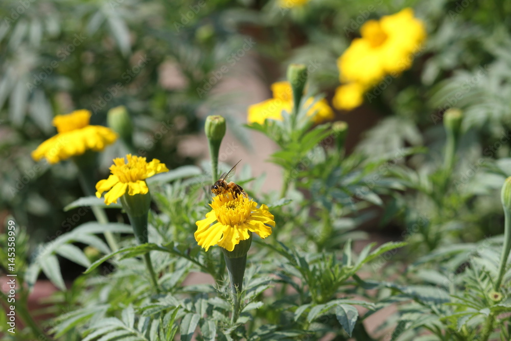 Honey Bee Honey Bee